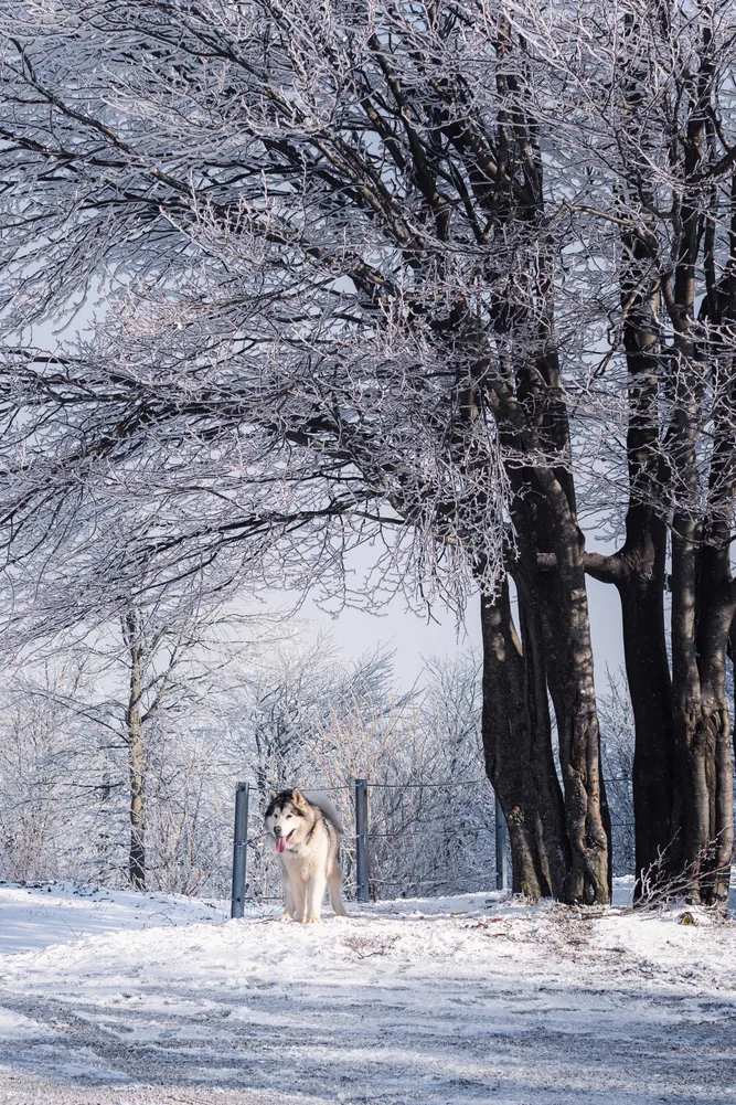 number 9 in gallery Winter stillness in Slovenia