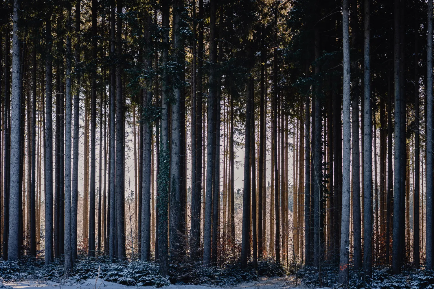 number 1 in gallery Still nature in Southern Germany
