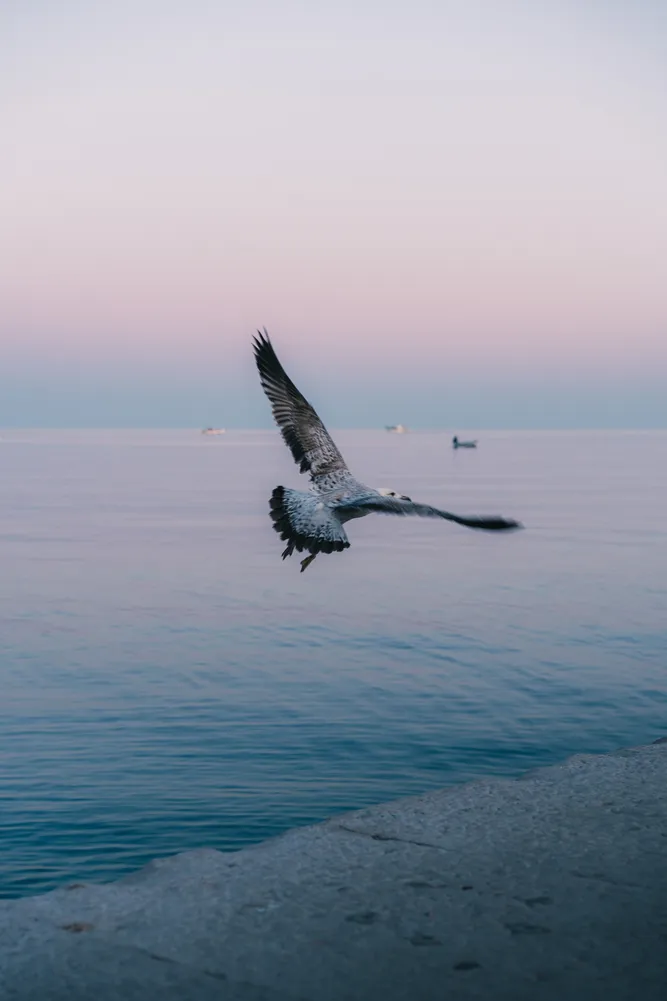 number 2 in gallery Mornings by the Northern Adriatic Coast